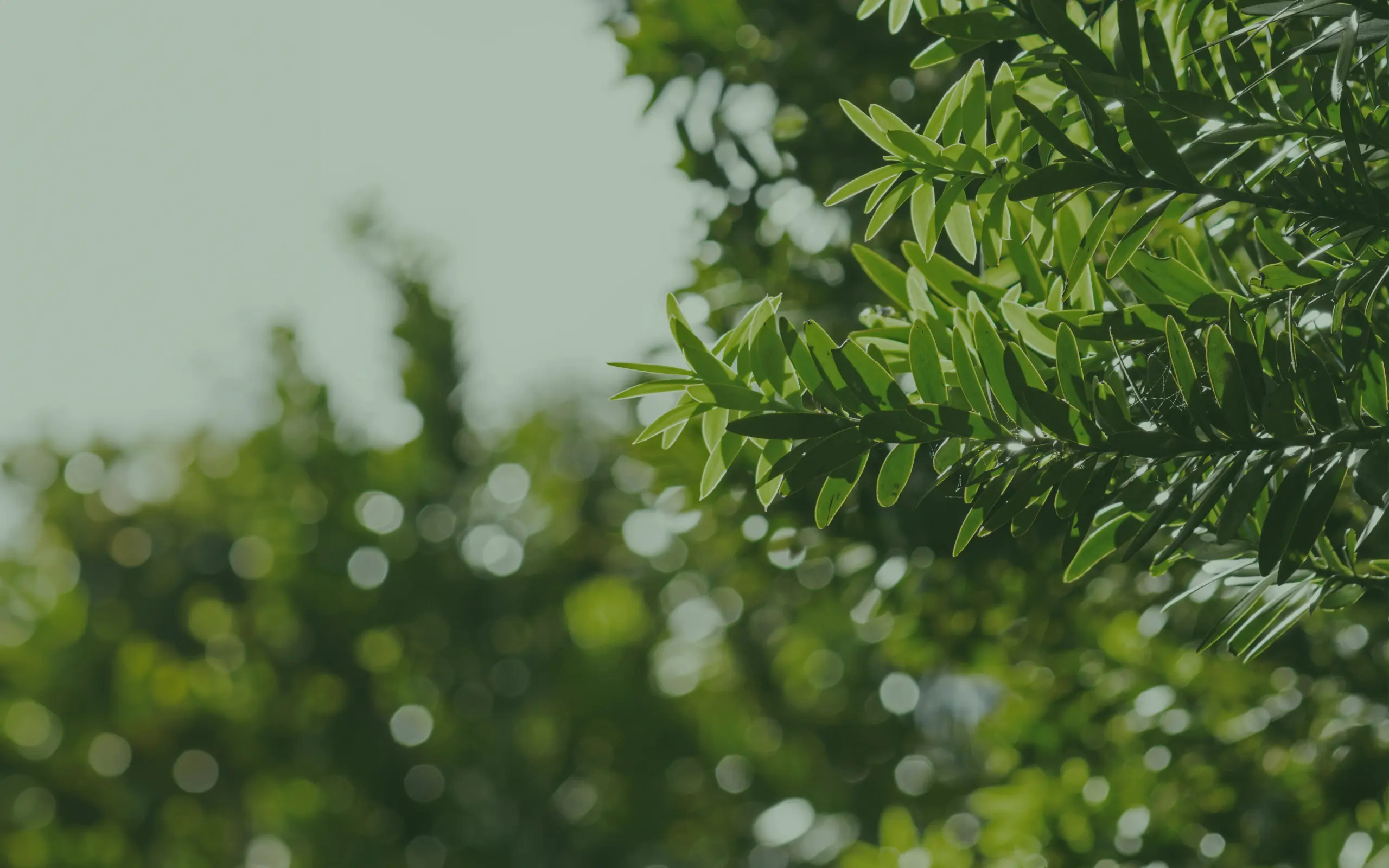 Canopy imaging main banner 2