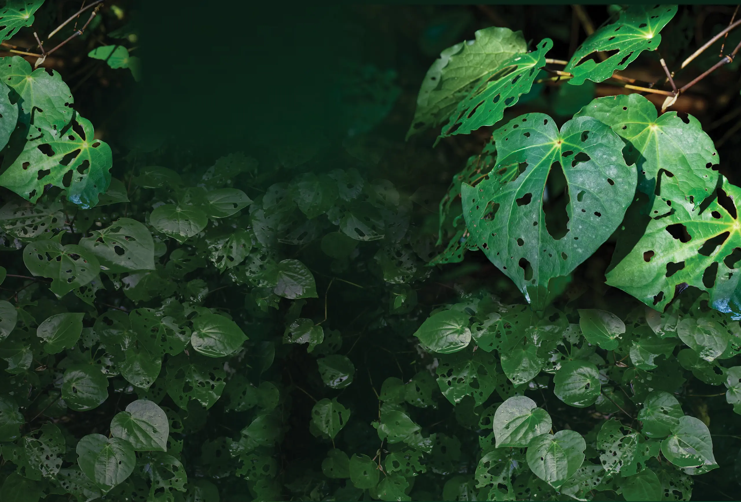 location Kawakawa wall